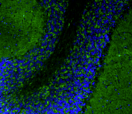 Representative FFPE section of rat brain cerebellum showing Homer1 staining. The sections were stained with anti-Homer1 recombinant chicken Mab (Cat No. 78-454) using goat anti-chicken IgY CF®488 secondary antibody (Cat No. 80-1001-488) (green). The sections were mounted with Fluoroshield (DAPI & DABCO) mounting medium (Cat No. AR-6505). DAPI (blue) stains cell nuclei. Anti-Homer1 stains the postsynaptic densities of the Purkinje cell dendrites in the molecular layer of the cerebellum.​