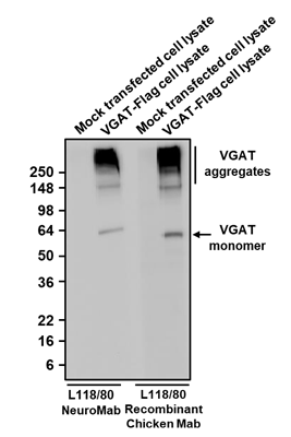 Western blotting of mock transfected and VGAT-FLAG transfected COS-7 lysates with anti-VGAT mouse mAb (Cat No. 75-457) and Aves Labs anti-VGAT recombinant chicken mAb (Cat No. 78-457) antibody (5 µg/mL). The mouse mAb and chicken Mab were detected with anti-mouse-HRP and anti-chicken-HRP, respectively. Aves Labs Recombinant Chicken anti-VGAT Mab recognizes exogenous VGAT with similar sensitivity as the anti-VGAT NeuroMab only in VGAT-FLAG transfected COS-7 lysates at ~57 kDa.
