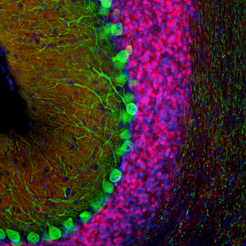 Representative image of 4% paraformaldehyde fixed free-floating mouse cerebellum sections stained with Aves Labs anti-Calretinin recombinant chicken monoclonal antibody (red,  Cat No. 78-488) at 1:1000 dilution and co-stained with anti-Calbindin mouse monoclonal antibody (green). DAPI nuclear stain (blue) shows cell nuclei. Anti-Calretinin specifically
