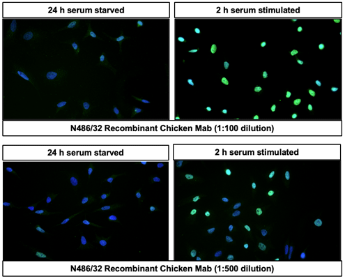 Immunofluorescent staining of serum starved (24 h) and serum stimulated (2 h) HeLa cells using indicated dilutions of Aves Labs anti-c-Fos recombinant chicken monoclonal antibody (Cat. 78-506) using goat anti-chicken IgY CF®488 secondary antibody (Cat. 80-1001-488) (green). DAPI nuclear stain (blue) shows cell nuclei. The cells were mounted with Antibodies Incorporated Fluoroshield with DAPI mounting medium (Cat. AR-6501). Anti-c-Fos specifically stains the nuclei of serum stimulated HeLa cells. ​