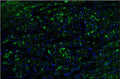Representative section of formalin fixed, paraffin-embedded rat brain stem showing microglia cells stained by anti-TMEM119 antibody. The sections were stained with Aves Labs anti-TMEM119 recombinant chicken monoclonal antibody (visualized in green, Cat No. 78-512) at 1:100 dilution. The stained sections were mounted with Antibodies Incorporated FluoroshieldTM with DAPI and DABCO mounting medium (Cat. AR-6505). DAPI nuclear stain (blue) shows cell nuclei. Magnification 100X.
