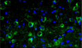 Representative section of formalin fixed, paraffin-embedded rat brain stem showing microglia cells stained by anti-TMEM119 antibody. The sections were stained with Aves Labs anti-TMEM119 recombinant chicken monoclonal antibody (visualized in green, Cat No. 78-512) at 1:100 dilution. The stained sections were mounted with Antibodies Incorporated FluoroshieldTM with DAPI and DABCO mounting medium (Cat. AR-6505). DAPI nuclear stain (blue) shows cell nuclei. Magnification 400X.