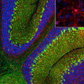 Representative image of 4% paraformaldehyde fixed free-floating mouse cerebellum sections stained with Aves Labs anti-TMEM119 recombinant chicken monoclonal antibody (red,  Cat No. 78-512) at 1:1000 dilution and co-stained with anti-Parvalbumin mouse monoclonal antibody (green). DAPI nuclear stain (blue) shows cell nuclei. Anti-TMEM119 specifically