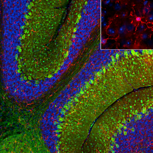 Representative image of 4% paraformaldehyde fixed free-floating mouse cerebellum sections stained with Aves Labs anti-TMEM119 recombinant chicken monoclonal antibody (red,  Cat No. 78-512) at 1:1000 dilution and co-stained with anti-Parvalbumin mouse monoclonal antibody (green). DAPI nuclear stain (blue) shows cell nuclei. Anti-TMEM119 specifically