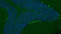 Immunohistochemistry for detection of CSPG4/NG2 in adult rat cerebellum using Aves Labs’ anti-CSPG4/NG2 recombinant chicken monoclonal antibody [6203-34] (Cat No. 78-523). Tissue was fixed with 4% paraformaldehyde and paraffin embedded. Heat induced antigen retrieval was performed using citrate buffer (Cat No. AR-6544) and then blocked with Immuno Protein Blocking Solution with Goat Serum (Cat No. AR-6591). The anti-CSPG4/NG2 antibody (Cat No. 78-523) was incubated with the sample at a dilution of 1:100 at 4C overnight. After washing with PBST, the sections were stained using goat anti-chicken IgY CF488 secondary antibody (Cat No. 80-1001-488) (green). DAPI nuclear stain (blue) shows cell nuclei.