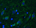 Immunohistochemistry for detection of CSPG4/NG2 in adult rat hippocampus using Aves Labs’ anti-CSPG4/NG2 recombinant chicken monoclonal antibody [6203-34] (Cat No. 78-523). Tissue was fixed with 4% paraformaldehyde and paraffin embedded. Heat induced antigen retrieval was performed using citrate buffer (Cat No. AR-6544) and then blocked with Immuno Protein Blocking Solution with Goat Serum (Cat No. AR-6591). The anti-CSPG4/NG2 antibody (Cat No. 78-523) was incubated with the sample at a dilution of 1:250 at 4C overnight. After washing with PBST, the sections were stained using goat anti-chicken IgY CF488 secondary antibody (Cat No. 80-1001-488) (green). DAPI nuclear stain (blue) shows cell nuclei.