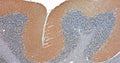 Representative image of formalin fixed paraffin embedded section
of rat cerebellum section stained with Aves Labs anti-Cavα2δ2 recombinant chicken monoclonal antibody (brown, Cat No. 78-530) and counterstained with hematoxylin (blue). Anti-Cavα2δ2 specifically stains the Purkinje cells in the cerebellum.