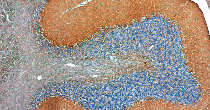 Representative image of formalin fixed paraffin embedded section of rat cerebellum section stained with anti-Teneurin-3 recombinant chicken monoclonal antibody (brown, Cat No. 78-532) and counterstained with hematoxylin (blue). Magnification: 200X