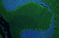 Immunohistochemistry for detection of TMEM240 in adult rat cerebellum using Aves Labs’ anti-TMEM240 recombinant chicken monoclonal antibody [N498/28] (Cat No. 78-533). Tissue was fixed with 4% paraformaldehyde and paraffin embedded. Heat induced antigen retrieval was performed using citrate buffer (Cat No. AR-6544) and then blocked with Immuno Protein Blocking Solution with Goat Serum (Cat No. AR-6591). The anti-TMEM240 antibody (Cat No. 78-533) was incubated with the sample at a dilution of 1:250 at 4C overnight. After washing with PBST, the sections were stained using goat anti-chicken IgY CF488 secondary antibody (Cat No. 80-1001-488) (green). DAPI nuclear stain (blue) shows cell nuclei. Anti-TMEM240 preferentially stains the Purkinje cells in the cerebellum as expected.
