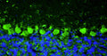 Immunohistochemistry for detection of TMEM240 in adult rat cerebellum using Aves Labs’ anti-TMEM240 recombinant chicken monoclonal antibody [N498/28] (Cat No. 78-533). Tissue was fixed with 4% paraformaldehyde and paraffin embedded. Heat induced antigen retrieval was performed using citrate buffer (Cat No. AR-6544) and then blocked with Immuno Protein Blocking Solution with Goat Serum (Cat No. AR-6591). The anti-TMEM240 antibody (Cat No. 78-533) was incubated with the sample at a dilution of 1:250 at 4C overnight. After washing with PBST, the sections were stained using goat anti-chicken IgY CF488 secondary antibody (Cat No. 80-1001-488) (green). DAPI nuclear stain (blue) shows cell nuclei. Anti-TMEM240 preferentially stains the Purkinje cells in the cerebellum as expected.