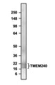 Western blot detection of TMEM240 using Aves Labs’ anti-TMEM240 recombinant chicken monoclonal antibody [N498/28] (Cat No. 78-533). 4-20% Tris-Glycine Gel was loaded with rat brain membrane fraction. Proteins were transferred to PVDF membrane and blocked with 5% non-fat milk powder. Anti-TMEM240 antibody was incubated with sample at a concentration of 1 ug/ml and then detected via chemiluminescence (3.5 min) using a Goat Anti-Chicken H+L, HRP conjugated secondary antibody. Anti-TMEM240 recognizes endogenous TMEM240 in the rat brain membrane fraction at the expected molecular weight of ~20 kDa.