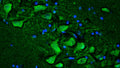 Immunohistochemistry for detection of Ryanodine Receptor (RyR2) in adult rat hippocampus using Aves Labs’ anti-RyR2 recombinant chicken monoclonal antibody [N501/49] (Cat No. 78-534). Tissue was fixed with 4% paraformaldehyde and paraffin embedded. Heat induced antigen retrieval was performed using citrate buffer (Cat No. AR-6544) and then blocked with Immuno Protein Blocking Solution with Goat Serum (Cat No. AR-6591). The anti-RyR2 antibody (Cat No. 78-534) was incubated with the sample at a dilution of 1:250 at 4C overnight. After washing with PBST, the sections were stained using goat anti-chicken IgY CF488 secondary antibody (Cat No. 80-1001-488) (green). DAPI nuclear stain (blue) shows cell nuclei.