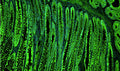 Immunofluorescent staining for detection of cytoplasm of colonic crypts in human colon cancer tissue using Aves Labs anti-Cytokeratin 8 (CK8) chicken recombinant monoclonal antibody (Cat No. 78-602). This section of formalin fixed, paraffin embedded colon cancer tissue was blocked with Immuno Protein Blocking Solution with 5% Goat Serum (AR-6591-04). The anti-Cytokeratin 8 antibody (Cat No. 78-602) was incubated with the sample at a dilution of 1:1000 (1ug/mL) at 4C overnight. After washing with TBST, the tissue was stained using goat anti-chicken IgY FITC conjugated secondary antibody (Cat No. 80-1000-FITC) (green). The tissue was mounted with Antibodies Incorporated Fluoroshield with DAPI and DABCO mounting medium (Cat No. AR-6505). DAPI nuclear stain (blue) shows cell nuclei. Magnification 100X.