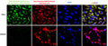 Immunofluorescent staining of HeLa and NIH3T3 cells using Aves Labs anti-Mitochondria (human specific) chicken recombinant antibody [113-1](Cat No. 78-607) and Antibodies Inc. mouse anti-Mortalin/GRP75 antibody (Cat No. 75-127). The cells were fixed with 3% paraformaldehyde, washed with PBS, and blocked/permeabilized with 5% non-fat milk powder in PBST. The anti-Mitochondria antibody (Cat No. 78-607) and the anti-Mortalin/GRP75 antibody were incubated with the sample at a dilution of 1:400 (0.5 ug/mL) and 1:500 (2 ug/mL), respectively, at 4C overnight. After washing with PBST, the cells were stained using goat anti-chicken IgY CF488 secondary antibody (Cat No. 80-1001-488) (green) and goat anti-mouse 594 secondary antibody (red). The staining revealed a complete overlap between the signal from the chicken anti-Mitochondria antibody and the mouse anti-Mortalin antibody specifically in the cell mitochondria only in HeLa cells. The cells were mounted with Antibodies Incorporated Fluoroshield with DAPI mounting medium (Cat No. AR-6501). DAPI nuclear stain (blue) shows cell nuclei.