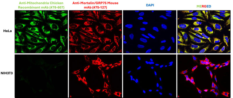 Immunofluorescent staining of HeLa and NIH3T3 cells using Aves Labs anti-Mitochondria (human specific) chicken recombinant antibody [113-1](Cat No. 78-607) and Antibodies Inc. mouse anti-Mortalin/GRP75 antibody (Cat No. 75-127). The cells were fixed with 3% paraformaldehyde, washed with PBS, and blocked/permeabilized with 5% non-fat milk powder in PBST. The anti-Mitochondria antibody (Cat No. 78-607) and the anti-Mortalin/GRP75 antibody were incubated with the sample at a dilution of 1:400 (0.5 ug/mL) and 1:500 (2 ug/mL), respectively, at 4C overnight. After washing with PBST, the cells were stained using goat anti-chicken IgY CF488 secondary antibody (Cat No. 80-1001-488) (green) and goat anti-mouse 594 secondary antibody (red). The staining revealed a complete overlap between the signal from the chicken anti-Mitochondria antibody and the mouse anti-Mortalin antibody specifically in the cell mitochondria only in HeLa cells. The cells were mounted with Antibodies Incorporated Fluoroshield with DAPI mounting medium (Cat No. AR-6501). DAPI nuclear stain (blue) shows cell nuclei.