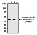 Western blot detection of a human-specific mitochondria protein in HeLa (lanes 1, 3) and NIH3T3 (lanes 2, 4) cell lysates using Aves Labs anti-Mitochondria chicken recombinant antibody [113-1](Cat No. 78-607) and PhosphoSolutions anti-Mitochondria mouse monoclonal antibody [113-1] (Cat No. 1155-MIT). 4-12% Bis-Tris gel was loaded with 20 ug of HeLa and NIH3T3 cell lysates. Proteins were transferred to PVDF membrane and blocked with 5% non-fat milk powder. Anti-Mitochondria chicken (Cat No. 78-607) (lanes 1, 2) and anti-Mitochondria mouse (Cat No. 1155-MIT) (lanes 3, 4) antibodies were incubated with the membrane at a concentration of 1:1000 (1ug/ml). The primary antibodies were then detected via chemiluminescence (6 seconds) using a goat anti-Chicken H+L, HRP conjugated (lanes 1, 2) or goat anti-mouse H+L, HRP conjugated (lanes 3, 4) secondary antibodies. Anti-Mitochondria chicken and mouse antibodies recognize a non-glycosylated protein component of mitochondria only in human HeLa cell lysates and not in mouse NIH3T3 cell lysates at ~60 kDa.