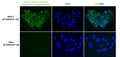 Immunofluorescent staining of MCF-7 and HeLa cells using Aves Labs anti-E-Cadherin (Cytoplasmic) chicken recombinant antibody [M168](Cat No. 78-608). The cells were fixed with 3% paraformaldehyde, washed with PBS, and blocked/permeabilized with 5% non-fat milk powder in PBST. The anti-E-Cadherin antibody (Cat. 78-608) was incubated with the sample at a dilution of 1:1000 (1 ug/mL) at 4C overnight. After washing with PBST, the cells were stained using goat anti-chicken IgY CF488 secondary antibody (Cat No. 80-1001-488) (green). The cells were mounted with Antibodies Incorporated Fluoroshield with DAPI mounting medium (Cat No. AR-6501). DAPI nuclear stain (blue) shows cell nuclei. The staining revealed the characteristic membranous localization of E-Cadherin in MCF-7 cells, with no staining observed in E-Cadherin negative HeLa cells.