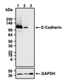 Western blot detection of E-Cadherin in MCF-7 (lane 1), HepG2 (lane 2) and HeLa (lane 3) cell lysates using Aves Labs anti-E-Cadherin (Cytoplasmic) chicken recombinant antibody [M168](Cat No. 78-608). 4-20% Tris-Glycine gel was loaded with 20 ug of MCF-7, HepG2 and HeLa cell lysates. Proteins were transferred to PVDF membrane and blocked with 5% non-fat milk powder. Anti-E-Cadherin chicken antibody was incubated with the membrane at a concentration of 1:1000 (1 ug/ml) and then detected via chemiluminescence (30 seconds) using a goat anti-Chicken H+L, HRP conjugated secondary antibody. The anti-E-Cadherin chicken recombinant antibody specifically detected endogenous E-Cadherin in E-Cadherin-positive MCF-7 and HepG2 cell lysates, but not in E-Cadherin-negative HeLa cell lysates, at the expected molecular weight of ~120 kDa. GAPDH was used as a loading control.