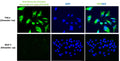 Immunofluorescent staining of HeLa and MCF-7 cells using Aves Labs anti-Vimentin chicken recombinant antibody [LN6](Cat No. 78-610). The cells were fixed with 3% paraformaldehyde, washed with PBS, and blocked/permeabilized with 5% non-fat milk powder in PBST. The anti-Vimentin antibody (Cat No. 78-610) was incubated with the sample at a dilution of 1:100 (10 ug/mL) at 4C overnight. After washing with PBST, the cells were stained using goat anti-chicken IgY CF488 secondary antibody (Cat No. 80-1001-488) (green). The staining revealed the characteristic filamentous cytoplasmic network of vimentin in HeLa cells, with no staining observed in vimentin-negative MCF-7 cells. The cells were mounted with Antibodies Incorporated Fluoroshield with DAPI mounting medium (Cat No. AR-6501). DAPI nuclear stain (blue) shows cell nuclei.