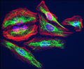 Immunofluorescent staining for detection of Vimentin in HeLa cells using Aves Labs anti-Vimentin chicken recombinant monoclonal antibody (Cat No. 78-610). The cells were fixed with 3% paraformaldehyde, washed with PBS, and blocked/permeabilized with 5% non-fat milk powder in PBST. The anti-Vimentin antibody (Cat No. 78-610) was incubated with the sample at a dilution of 1:500 (2 ug/mL) at 4C overnight. After washing with PBST, the cells were stained using goat anti-chicken IgY CF488 secondary antibody (Cat No. 80-1001-488) (green). Actin filaments were stained using Phalloidin (red). The cells were mounted with Antibodies Incorporated Fluoroshield with DAPI mounting medium (Cat No. AR-6501). DAPI nuclear stain (blue) shows cell nuclei.