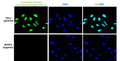 Immunofluorescent staining of HeLa and NIH3T3 cells using Aves Labs anti-Nuclei (human specific) chicken recombinant antibody [235-1](Cat No. 78-611). The cells were fixed with 3% paraformaldehyde, washed with PBS, and blocked/permeabilized with 5% non-fat milk powder in PBST. The anti-Nuclei antibody (Cat No. 78-611) was incubated with the sample at a dilution of 1:100 (10 ug/mL) at 4C overnight. After washing with PBST, the cells were stained using goat anti-chicken IgY CF488 secondary antibody (Cat No. 80-1001-488) (green). The cells were mounted with Antibodies Incorporated Fluoroshield with DAPI mounting medium (Cat No. AR-6501). DAPI nuclear stain (blue) shows cell nuclei. The staining revealed a complete overlap between the signal from the chicken anti-Nuclei antibody and DAPI nuclear stain in HeLa cells, with no staining observed in mouse NIH3T3 cells.