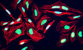 Immunofluorescent staining for detection of nuclei in HeLa cells using Aves Labs anti-Nuclei (human-specific) chicken recombinant monoclonal antibody (Cat No. 78-611). The cells were fixed with 3% paraformaldehyde, washed with PBS, and blocked/permeabilized with 5% non-fat milk powder in PBST. The anti-Nuclei antibody (Cat No. 78-611) was incubated with the sample at a dilution of 1:1000 (1 ug/mL) at 4C overnight. After washing with PBST, the cells were stained using goat anti-chicken IgY CF488 secondary antibody (Cat No. 80-1001-488) (green). Actin filaments were stained using Phalloidin (red). The cells were mounted with Antibodies Incorporated Fluoroshield with DAPI mounting medium (Cat No. AR-6501). DAPI nuclear stain (blue) shows cell nuclei. The staining revealed a complete overlap between the signal from the chicken anti-Nuclei antibody and DAPI nuclear stain.