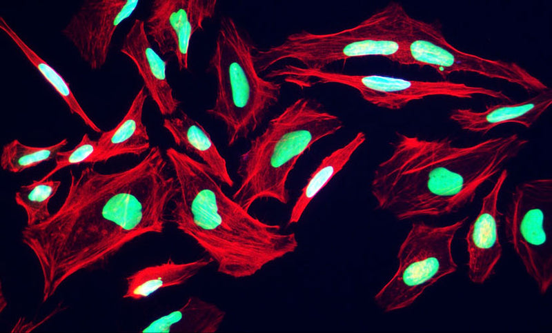 Immunofluorescent staining for detection of nuclei in HeLa cells using Aves Labs anti-Nuclei (human-specific) chicken recombinant monoclonal antibody (Cat No. 78-611). The cells were fixed with 3% paraformaldehyde, washed with PBS, and blocked/permeabilized with 5% non-fat milk powder in PBST. The anti-Nuclei antibody (Cat No. 78-611) was incubated with the sample at a dilution of 1:1000 (1 ug/mL) at 4C overnight. After washing with PBST, the cells were stained using goat anti-chicken IgY CF488 secondary antibody (Cat No. 80-1001-488) (green). Actin filaments were stained using Phalloidin (red). The cells were mounted with Antibodies Incorporated Fluoroshield with DAPI mounting medium (Cat No. AR-6501). DAPI nuclear stain (blue) shows cell nuclei. The staining revealed a complete overlap between the signal from the chicken anti-Nuclei antibody and DAPI nuclear stain.