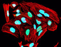 Immunofluorescent staining for detection of nuclei in HeLa cells using Aves Labs anti-Nuclei (human-specific) chicken recombinant monoclonal antibody (Cat No. 78-611). The cells were fixed with 3% paraformaldehyde, washed with PBS, and blocked/permeabilized with 5% non-fat milk powder in PBST. The anti-Nuclei antibody (Cat No. 78-611) was incubated with the sample at a dilution of 1:1000 (1 ug/mL) at 4C overnight. After washing with PBST, the cells were stained using goat anti-chicken IgY CF488 secondary antibody (Cat No. 80-1001-488) (green). Actin filaments were stained using Phalloidin (red). The cells were mounted with Antibodies Incorporated Fluoroshield with DAPI mounting medium (Cat No. AR-6501). DAPI nuclear stain (blue) shows cell nuclei. The staining revealed a complete overlap between the signal from the chicken anti-Nuclei antibody and DAPI nuclear stain.