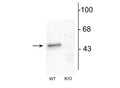 Western blot of mouse forebrain lysates from Wild Type (WT) and α1-knockout (K/O) animals showing specific immunolabeling of the ~51 kDa α1-subunit of the GABAA-R. The labeling was absent from a lysate prepared from α1-knockout animals.