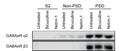 Immunoblots showing GABAA Receptor α2 (Cat. 822-GA2CL) and GABAA Receptor ß3 (Cat. 863A-GB3C) subunit expression in the cytosolic (S2), extrasynaptic (non-PSD), and synaptic (PSD) fractions of untreated, bicuculline-pretreated (20μM, 1h), or netrin-1 treated