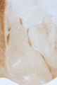 Immunostaining of rat amygdala showing labeling of GABAA α3 subunit (DAB, 1:100).