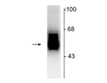 Western blot of 7 µg of rat cerebellar lysate showing specific immunolabeling of the ~55 kDa β2-subunit of the GABAA-R.