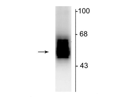 Western blot of 7 µg of rat cerebellar lysate showing specific immunolabeling of the ~55 kDa β2-subunit of the GABAA-R.