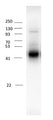 Western blot of rat cortical neurons showing specific immunolabeling of the ~53 kDa β3-subunit of the GABAA-R (1:1000). Image kindly provided by Lidong Liu, University of British Columbia, Vancouver.