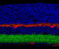 Immunofluorescence of mouse retina showing staining of GABAA-R, β3-subunit (Cat. : 863A-GB3C, green, 1:300) and calbindin (red). The blue is DAPI staining nuclear DNA. Photo courtesy of Dr. Arlene Hirano, UCLA.