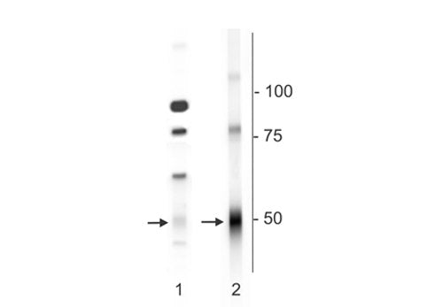 Western blot of mouse whole brain (1) and mouse synaptic plasma membrane (2) lysates showing specific immunolabeling of the ~50 kDa δ-subunit of the GABAA-R.