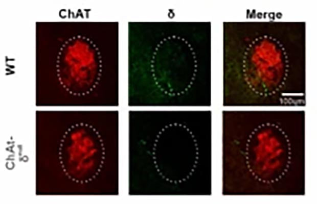 Immunostaining of a novel ChAT-δ knock down mouse brain labeling GABAA(δ)R (Cat no 868A-GDN, 1:50, green) in WT c57Bl/6 mouse brain, and confirmation of a negative signal in the ChAT-δ knock down mouse brain. Image from publication CC-BY-4.0. PMID: 37085567