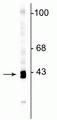 Western blot of rat cortical lysate showing specific immunolabeling of the ~43 kDa GAP43 protein.