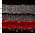 Immunoflouresence of mouse retina specifically labeling GAT-1 protein (Cat. 880-GAT1, red, 1:500) in the inner plexiform layer (IPL). The white identifies nuclei stained with DAPI. The retina was fixed with