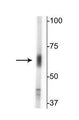 Western blot of mouse whole brain lysate showing specific immunolabeling of the ~67 kDa GAT-2 protein. 