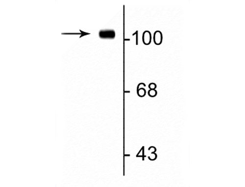 Western blot of rat hippocampal lysate showing specific immunolabeling of the ~105 kDa GluR1 protein.