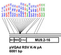 pAd RSV K-NpA Shuttle Plasmid