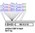pAd CMV K-NpA Shuttle Plasmid