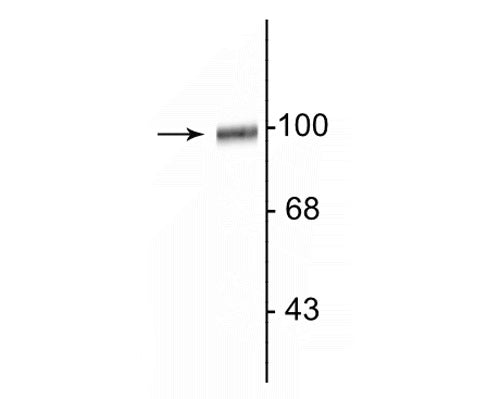 Western blot of rat hippocampal lysate showing specific immunolabeling of the ~100 kDa GluR2/3 protein.