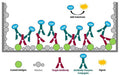 Figure 1. In Antigen-Down-ELISAs, a Target Antigen coated onto the ELISA plate surface is used to quantify specific antibody concentrations present within samples. When the sample is added, the antigen on the plate is bound by antibodies from the sample, which are then retained in the well. A species-specific antibody labeled with HRP is added, followed by substrate, a stop solution is added, and then the absorbance is read. The higher the signal, the more antibodies there are in the sample.