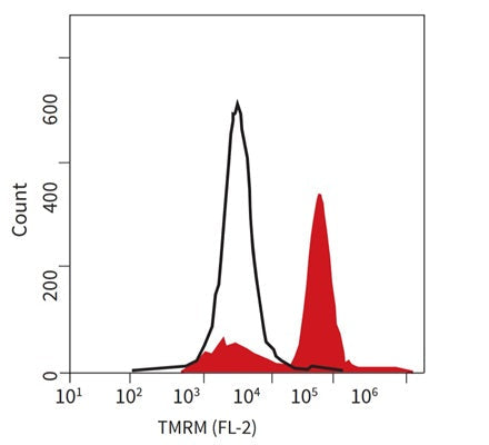 Figure 3. Jurkat cells were treated with 1 µM staurosporine, an apoptosis-inducing agent (left, white), or DMSO, a negative control (right, orange), then stained with TMRE for 15-20 minutes Cells were then analyzed by flow cytometer. Apoptotic cells (left), with depolarized mitochondria, exhibit much less orange fluorescence compared to healthy cells with polarized mitochondrial inner membranes; these cells concentrate TMRE and fluoresce bright orange. (Ms. Tracy Hanson, ICT).