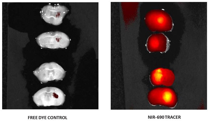 Figure 1. Brain abscesses were induced in mice following inoculation of live S. aureus. Mice received i.v. injections of DyLight® 690-VAD-FMK tracer or DyLight® 690 Dye Control (cat. 9113) 17 hours post-infection; brain tissue was imaged 1 hour later ex vivo using an IVIS® Spectrum™ (Caliper Life Sciences). Strong caspase activity was seen in brain abscesses using DyLight® 690-VAD-FMK tracer (right); minimal signal was detected in the DyLight® 690 Dye Control Free Dye control (left).