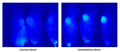 Figure 1. Apoptotic tissues in murine tumor models were imaged in vivo with 747-VAD-FMK (Cat. 9114). Negative control (placebo) mice (left) and experimentally treated mice (right) were injected intravenously with DyLight® 747-VAD-FMK tracer and imaged non-invasively