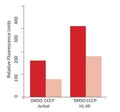 Figure 2. Jurkat and HL-60 cells were exposed to DMSO (negative control) (dark orange) or 50 μM CCCP depolarizing agent (light orange) and then incubated with JC-1 for 20 minutes at 37°C, and washed. Aliquots were analyzed in triplicate in a fluorescence plate reader set at 488 nm excitation and 590 nm emission filter settings. Healthy cells exhibited a high level of orange fluorescence; the CCCP-depolarized cells had reduced orange fluorescence as the dye dispersed. (Ms. Tracy Hanson, ICT)