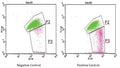 Figure 4. Jurkat cells were treated with either DMSO (Negative Control) or staurosporine (Positive Control) for 3 hours at 37°C and labeled with JC-1 for 15 minutes. Cells were analyzed with a FACS Caliber Becton Dickinson Flow Cytometer. Collapse of the mitochondrial membrane potential gradient is indicated by an increase in the number of cells falling from P2 (Green) into P3 (Pink) following induction of apoptosis (Dr. Brian Lee, ICT).